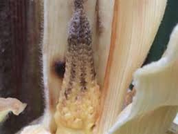 The link between Arrested Ear Syndrome and chemicals