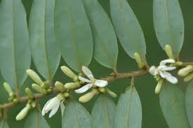 Image result for Xylopia tenuipetala