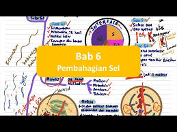 Bab 2 biologi ting 5. Biologi Bab 5 Pembahagian Sel Spm Tingkatan 4 Litetube