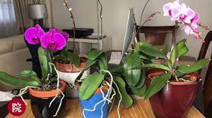 彬彬有院 花 开花期间的兰花如何浇水 之一 youtube plants