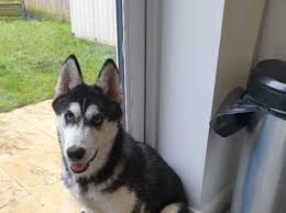 Originating in america in the early 1900 s by leonard seppala. Urgent 6 Month Old Male Siberian Husky For Sale In Carterton On Freeads Classifieds Siberian Huskies Classifieds