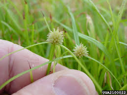 Image result for Kyllinga chrysantha