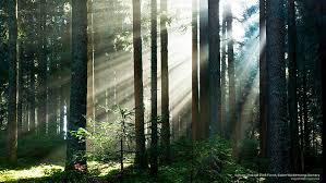 Februar die liste der impfberechtigten personen unter 65 jahren erweitert, die sich ab sofort mit dem. Hd Wallpaper Sunrays Through Black Forest Baden Wurttemberg Germany Nature Wallpaper Flare