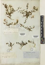 Image result for Menodora heterophylla