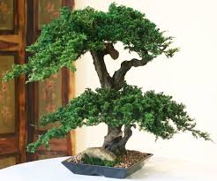 If that's the case how do you explain japanese maple bonsai trees? How To Make Artificial Bonsai Trees