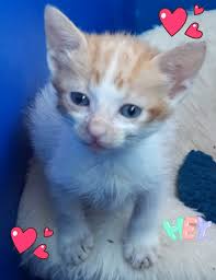 H'Attard Stray Animal Support Group