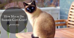 Get a ragdoll, bengal, siamese and more on kijiji, canada's #1 local classifieds. How Much Do Siamese Cats Cost Siamese Cat For Sale Herekitt Com