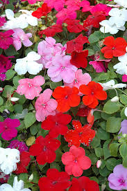 Image result for Impatiens salpinx