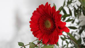 Gerbera Red Flower Gerbera Plants Flowers