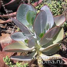 Image result for Cotyledon barbeyi