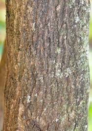 Image result for Mimusops obovata