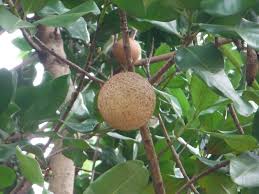 Image result for Mammea americana