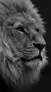 Lion iphone wallpapers top free lion iphone backgrounds. Lion Black Wallpapers Top Free Lion Black Backgrounds Wallpaperaccess