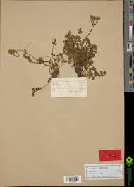 Image result for Physotrichia