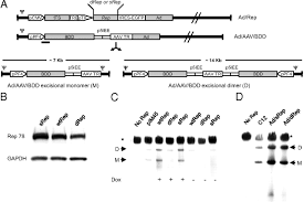 Image result for White 1998 AAV