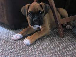 Favorite this post jul 17 Pin By Photos Are Us On My Love For Boxers Boxer Puppies For Sale Boxer Puppies Puppies For Sale