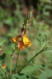 Image result for Crotalaria oocarpa