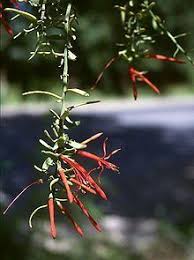 Image result for Helixanthera schizocalyx