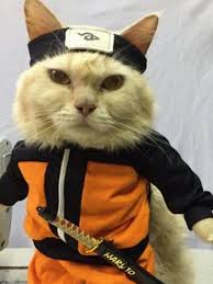 Kumpulan gambar lucu banget yang kocak dan paling unik (bergerak, animasi kartun. 6 Potret Lucu Kucing Cosplay Anime Ini Bikin Ngakak