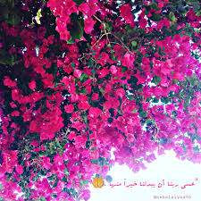 عسى ربنا أن يبدلنا خيرا منها اقتباسات قرآنية Red Peppercorn Pics Peppercorn