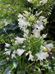 Image result for Agapanthus codii