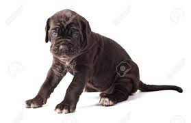 Check spelling or type a new query. Beautiful Young Black Puppy Italian Mastiff Cane Corso 1 Month Stock Photo Picture And Royalty Free Image Image 62388012