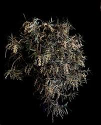 Image result for Rhipidoglossum burttii
