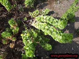 Growing Bells Of Ireland Plants Outdoor Plants Growing