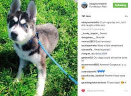 How To Make Your Dog Instagram Famous In 10 Weeks Or Less