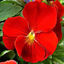 Red Pansy Pansies Flowers Pansies Amazing Flowers