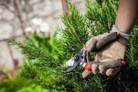 Maybe you would like to learn more about one of these? Rosemary Pruning How To Prune A Rosemary Bush