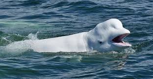 The animal eventually spit packard out and he was only badly bruised. Do Whales Have Baby Teeth Baleines En Direct