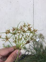 Image result for Cyperus amabilis