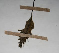 Image result for Didymoglossum erosum