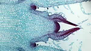 Divide cells and organisms into prokaryotes and eukaryotes; Mystery Solved How Plant Cells Know When To Stop Growing Wired