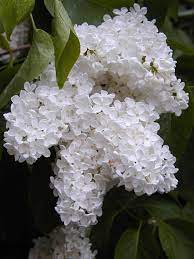 Pin By Remei Salvado On Flowers Pretty Flowers Amazing Flowers Beautiful Flowers