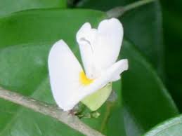 Image result for Baphia massaiensis