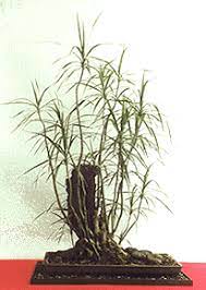 Dracaena