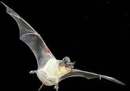 Local Birds Of Central Florida Bats Florida Bats 2 Air Fire Echolocation Bat