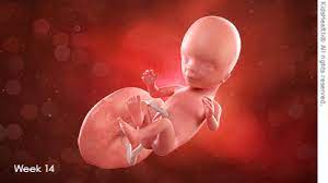 But the range for most newborns is between 18 and 22 inches (45.7 to 60 cm). Week 14 For Parents Nemours