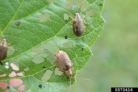 The adults typically emerge in may. What S Eating My Viburnums And How Can I Stop It Gardening In Michigan