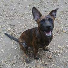 Juanita juanita, adoptable dog, senior female german shepherd dog mix, macon, ga. Puppies For Sale In Macon Georgia Adoptapet Com