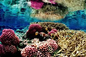 Understanding the relationship between colors. Diverse Colors In Coral Reef Ecosystems More Than What Meets The Eye Coral Reefs Blog