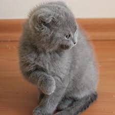 Petcim Com Ucretsiz Scottish Fold Yavru Kediler Facebook