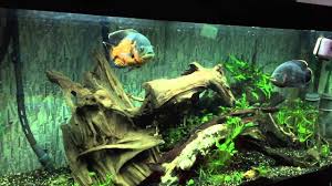 Common tank mates include silver dollar. Can Oscar Fish Live Alone Yes But Aqua Goodness