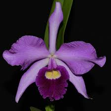 Image result for Emiliella exigua