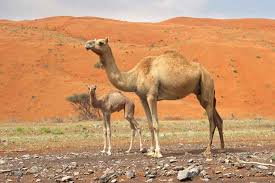 Is a camel a mammal? Camels Lessons Blendspace