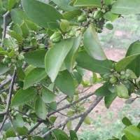 Image result for Cassipourea