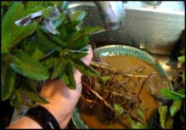 You can look up plants and plant products in a database to determine import eligibility. Trading Plants How To Pack Plants For Shipping By Mail Dave S Garden