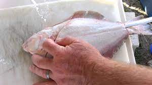 How To Clean A Flounder - Youtube